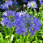 Como cultivar Amarilis de tallo largo para tu decoración navideña Jardinea diseño de jardines an madrid y mantenimiento