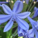 Como cultivar Amarilis de tallo largo para tu decoración navideña Jardinea diseño de jardines an madrid y mantenimiento