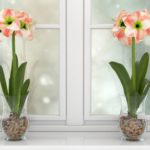 Como cultivar Amarilis de tallo largo para tu decoración navideña Jardinea diseño de jardines an madrid y mantenimiento