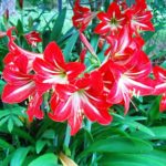 Como cultivar Amarilis de tallo largo para tu decoración navideña Jardinea diseño de jardines an madrid y mantenimiento