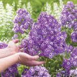 Como cultivar y cuidar el Phlox de jardín-Jardineros profesionales de madrid