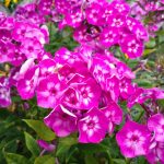 Como cultivar y cuidar el Phlox de jardín-Jardineros profesionales de madrid