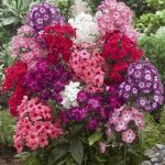 Como cultivar y cuidar el Phlox de jardín-Jardineros profesionales de madrid