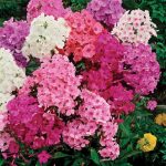 Como cultivar y cuidar el Phlox de jardín-Jardineros profesionales de madrid (4)