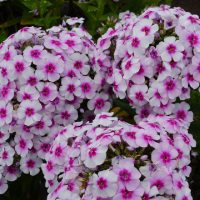 Como cultivar y cuidar el Phlox de jardín-Jardineros profesionales de madrid