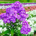 Como cultivar y cuidar el Phlox de jardín-Jardineros profesionales de madrid