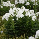 Como cultivar y cuidar el Phlox de jardín-Jardineros profesionales de madrid (4)