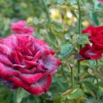 Cómo eliminar el oídio de las plantas Jardineros profesionales de Madrid (5)