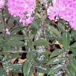 Cómo eliminar el oídio de las plantas Jardineros profesionales de Madrid (5)