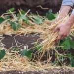 Como hacer camas de mantillo para huertos. Jardineros en Madrid Jardinea