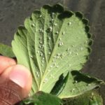 Consejos esenciales para los invernaderos en Otoño mosca blanca - plagas