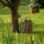 Consejos para el riego de arboles proyerctos de paisajismo y obras en madrid jardinea