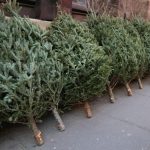 Consejos para mantener tu árbol de Navidad con un aspecto fresco Reciclado
