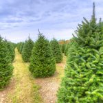Consejos para mantener tu árbol de Navidad con un aspecto fresco Produccion de arboles