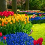 Consejos para tu jardín en el mes de septiembre Bulbos