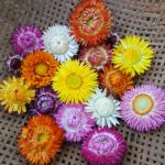 Consejos para tu jardín en el mes de septiembre Strawflower seca