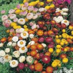 Consejos para tu jardín en el mes de septiembre Strawflower