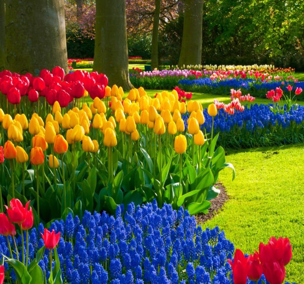 Consejos para tu jardín en el mes de septiembre La moraleja alcobendas