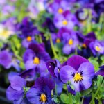 Consejos para tu jardín en septiembre Paisajismo y jardineria Moraleja y Alcobendas Pensamientos