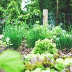 Consejos perfectos para iniciarte en la Jardinería ecológica 1