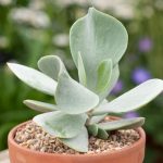 Cotyledon orbiculata 16 Diseño jardines Madrid Jardinea