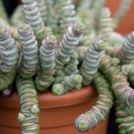 Crassula Hottentot 11 Diseño jardines Madrid Jardinea