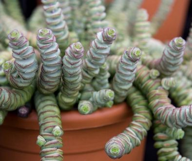Crassula Hottentot 11 Diseño jardines Madrid Jardinea