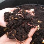 Cual es el mejor fertilizante para plantas de interior Jardineros en Madrid Jardinea