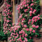 Cuidados de los rosales en Primavera y Verano Jardinea jardineria y paisajismo en Madrid