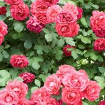 Cuidados de los rosales en Primavera y Verano Jardinea jardineria y paisajismo en Madrid