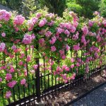 Cuidados de los rosales en Primavera y Verano Jardinea jardineria y paisajismo en Madrid