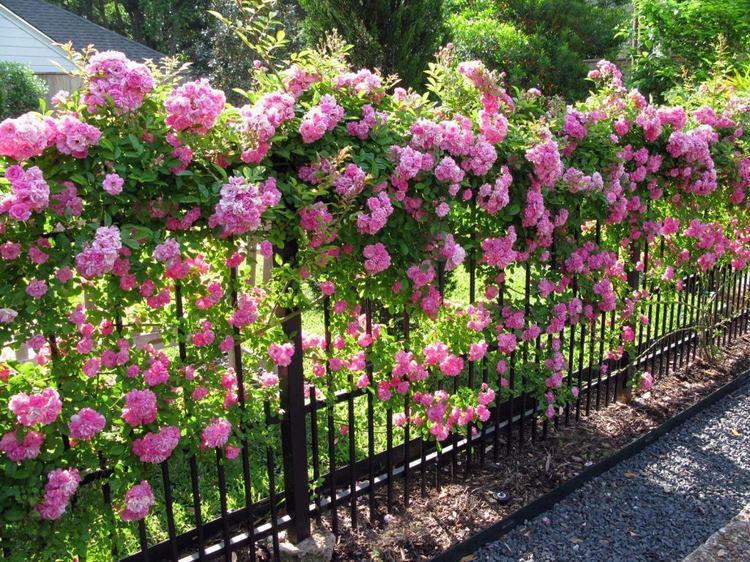 Cuidados de los rosales en Primavera y Verano Jardinea jardineria y paisajismo en Madrid