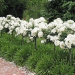 Cuidados de los rosales en Primavera y Verano Jardinea jardineria y paisajismo en Madrid