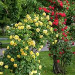 Cuidados de los rosales en Primavera y Verano Jardinea jardineria y paisajismo en Madrid