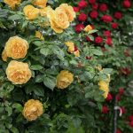Cuidados de los rosales en Primavera y Verano Jardinea jardineria y paisajismo en Madrid