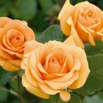 Cuidados de los rosales en Primavera y Verano Jardinea jardineria y paisajismo en Madrid