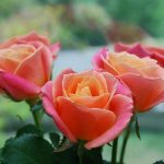 Cuidados de los rosales en Primavera y Verano Jardinea jardineria y paisajismo en Madrid