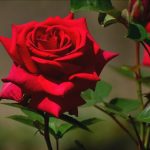 Cuidados de los rosales en Primavera y Verano Jardinea jardineria y paisajismo en Madrid