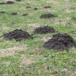 Cuidados del césped en invierno - Mantenimiento y Diseño de jardines en Madrid Jardinea
