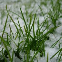 Cuidados del césped en invierno - Mantenimiento y Diseño de jardines en Madrid Jardinea