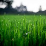 Cuidados del césped en invierno - Mantenimiento y Diseño de jardines en Madrid Jardinea