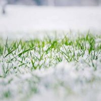 Cuidados del césped en invierno - Mantenimiento y Diseño de jardines en Madrid Jardinea