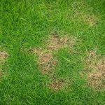 Cuidados del césped en invierno - Mantenimiento y Diseño de jardines en Madrid Jardinea