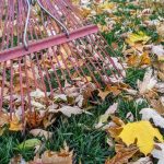 Cuidados del césped en invierno - Mantenimiento y Diseño de jardines en Madrid Jardinea