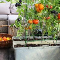 Cultiva tu propia despensa gratis. Nueva tendencia en Jardinería