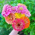 Cultiva tus zinnias y decora con sus flores cortadas. Diseño de jardines en Madrid