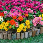 Cultiva tus zinnias y decora con sus flores cortadas. Diseño de jardines en Madrid