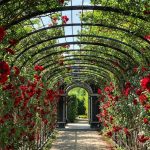 Descubre como se cuidan y cultivan las rosas en verano. Jardinea Jardineros Profesionales en Madrid. Mantenimiento y Diseño de jardines.