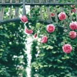 Descubre como se cuidan y cultivan las rosas en verano. Jardinea Jardineros Profesionales en Madrid. Mantenimiento y Diseño de jardines.