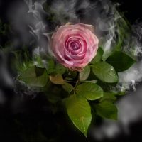 Descubre como se cuidan y cultivan las rosas en verano. Jardinea Jardineros Profesionales en Madrid. Mantenimiento y Diseño de jardines.